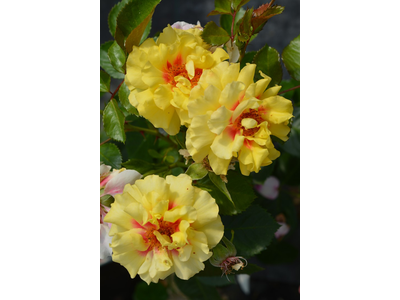 Rosa