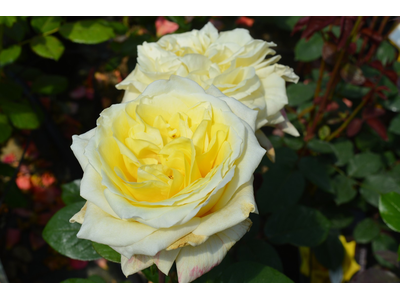 Rosa