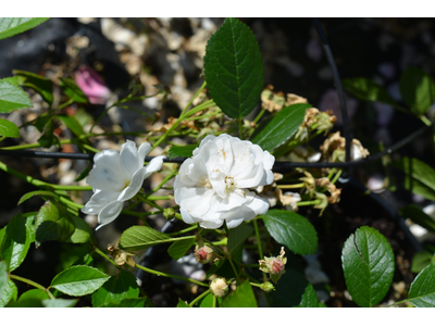 Rosa