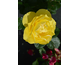 Rosa Here Comes the Sun