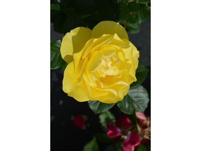 Rosa