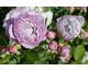 Rosa Herzogin Dorothea