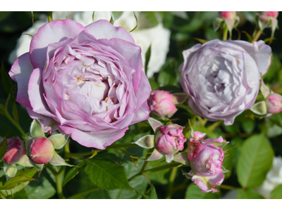 Rosa