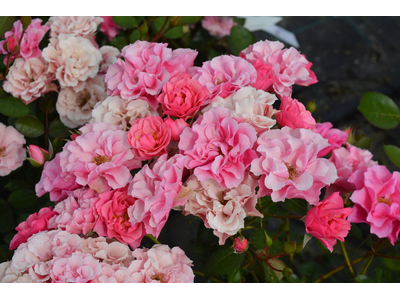 Rosa