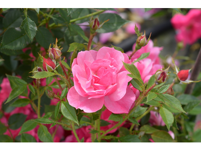 Rosa