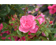 Rosa Jolie Provence