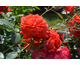 Rosa Kanegem