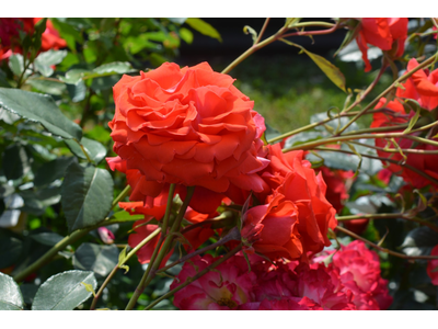 Rosa