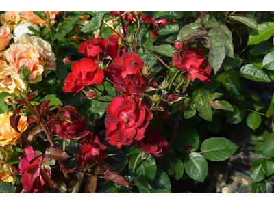 Rosa