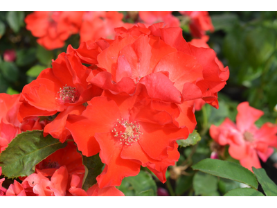 Rosa