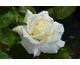 Rosa Letizia