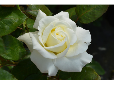 Rosa