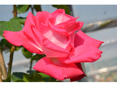 Rosa