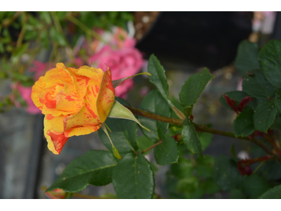 Rosa
