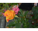Rosa Lollipop
