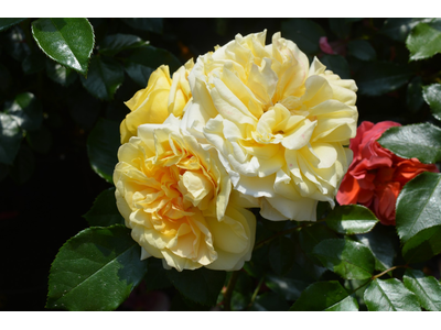 Rosa