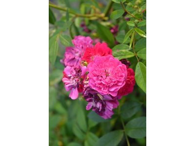 Rosa
