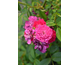 Rosa Manhattan Blue