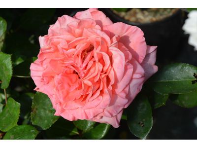 Rosa