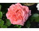 Rosa Marie Caroline