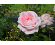 Rosa Myriam