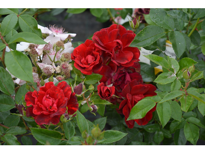 Rosa