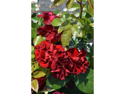 Rosa