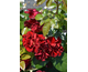 Rosa Noir Desir