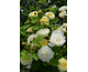 Rosa Nye Bevan