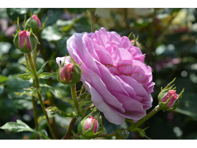 Rosa