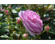 Rosa Ozeana