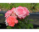 Rosa Panthere Rose