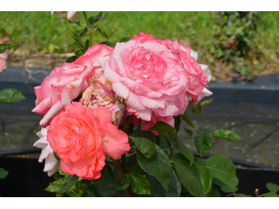 Rosa