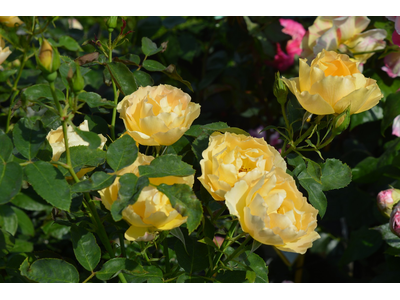 Rosa