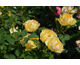 Rosa Paolo Peyrone Giardiniere