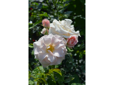 Rosa