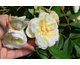 Rosa Parc De Maupassant