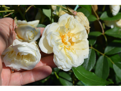 Rosa
