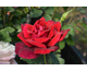 Rosa Parfum de Nuit