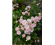Rosa Pashmina