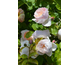 Rosa Taste of Love ® Pear