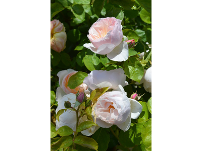 Rosa