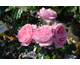 Rosa Penelope Lively