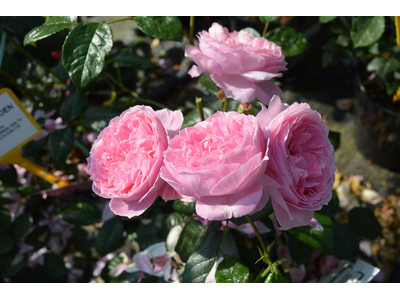 Rosa