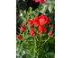 Rosa Pepino