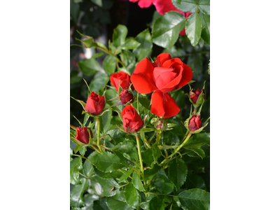 Rosa