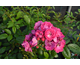 Rosa Perfumy Siluetta