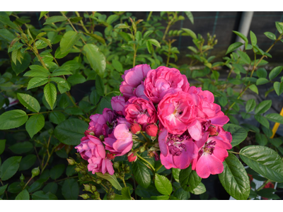 Rosa