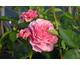 Rosa Pippin