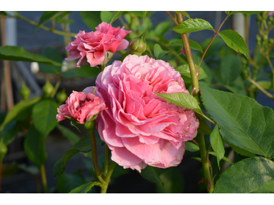 Rosa